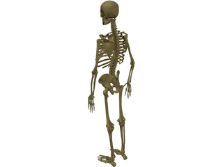 Skeleton Male 3D Model