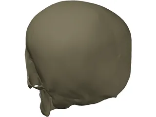 Skull Male 3D Model
