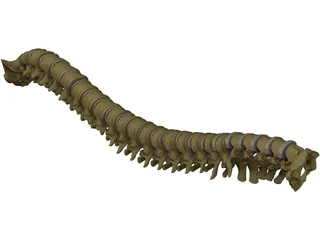 Vertebral Column 3D Model