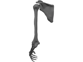 Arm Left 3D Model