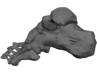 Foot Bone Left 3D Model