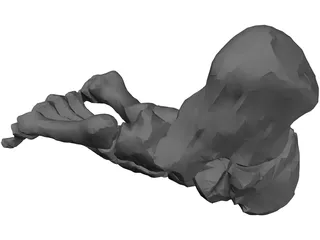 Foot Bone Right 3D Model