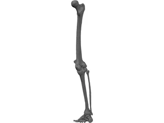 Leg Right 3D Model