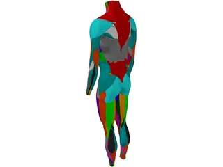 Surface Muscles Male 3D Model