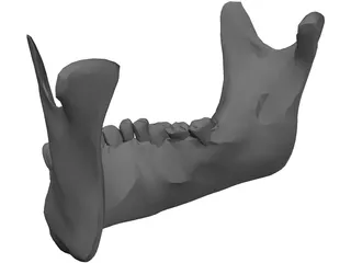 Jaw Lower 3D Model