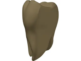 Molar 3D Model