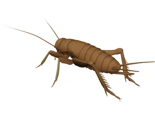 Cricket 3D Model