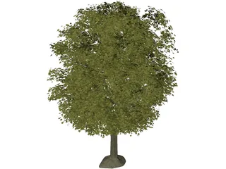 Maple Tree 3D Model