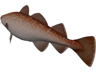 Pacific Cod 3D Model