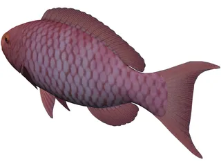 Red Parrotfish 3D Model