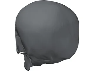 Skull 3D Model