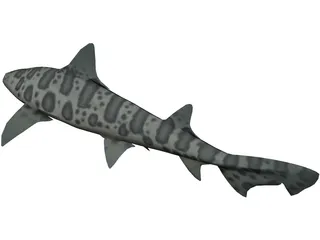 Leopard Shark 3D Model