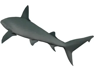 Sandbar Shark 3D Model