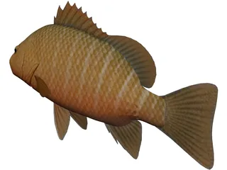 Mangrove Red Snapper 3D Model