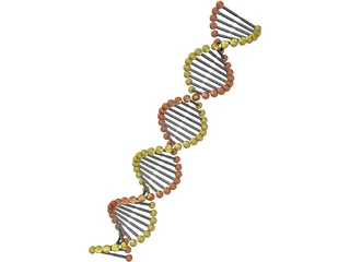 DNA Model 3D Model