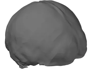 Brain 3D Model