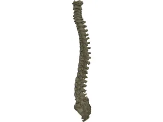 Vertebral Column 3D Model