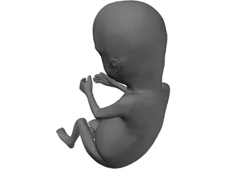 Fetus 12-Week 3D Model