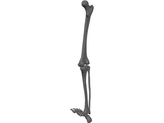 Leg Bone Female Right 3D Model