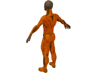 Muscle Man 3D Model