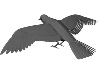 Dove Rock Pigeon 3D Model