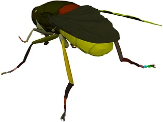 Fly 3D Model