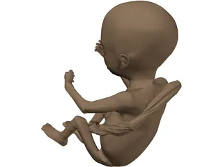 Fetus 3D Model