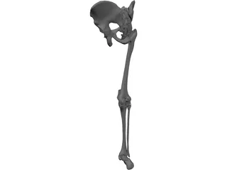 Leg Bone, Knee Joint and Pelvis 3D Model