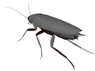 Cockroach 3D Model