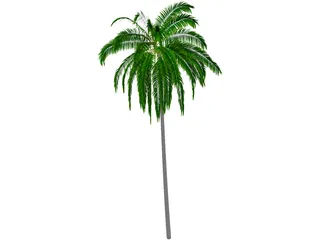 Cocos Nucifera 3D Model