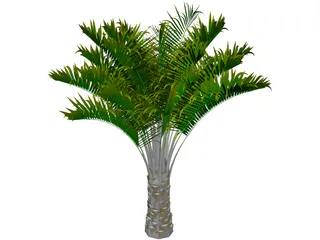 Butia Capitata 3D Model