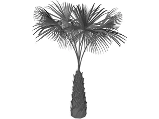 Sabal Palmetto Tree 3D Model