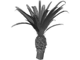 Phoenix Canariensis 3D Model