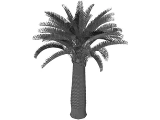 Jubaea Chilensis 3D Model