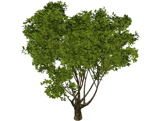 Garden Tree 3D Model