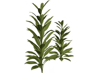 Cordylinea Glauca 3D Model