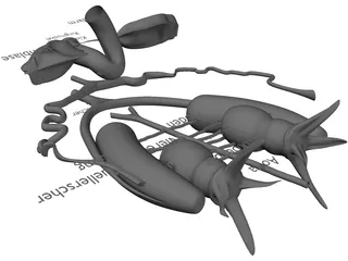 Frog Male Anatomy 3D Model