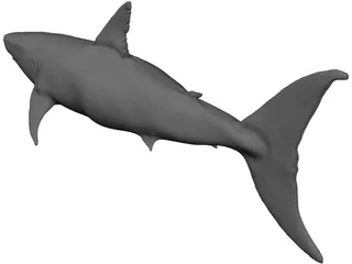 White Shark 3D Model