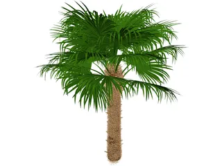 Windmil Palm 3D Model