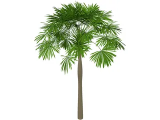 Sabal Palmetto 3D Model