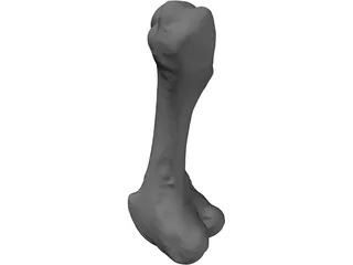 Porcine Femur 3D Model