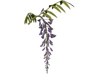 Wisteria Flower Japanese 3D Model