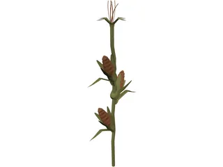 Corn Stalk 3D Model