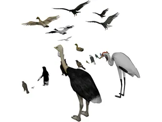 Birds Collection 3D Model