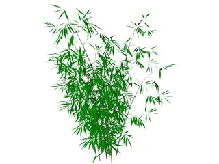 Bamboo 3D Model