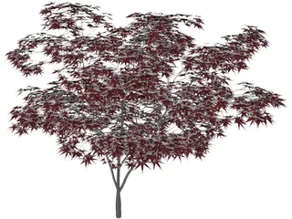 Japanese Maple Tree 3D Model