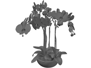 Orchid 3D Model