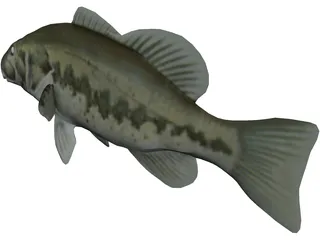 Bass 3D Model