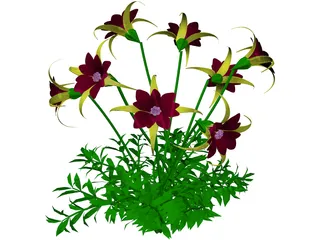 Aquilegia Bied 3D Model