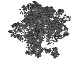 Oak Tree 3D Model